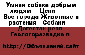 Умная собака добрым людям. › Цена ­ 100 - Все города Животные и растения » Собаки   . Дагестан респ.,Геологоразведка п.